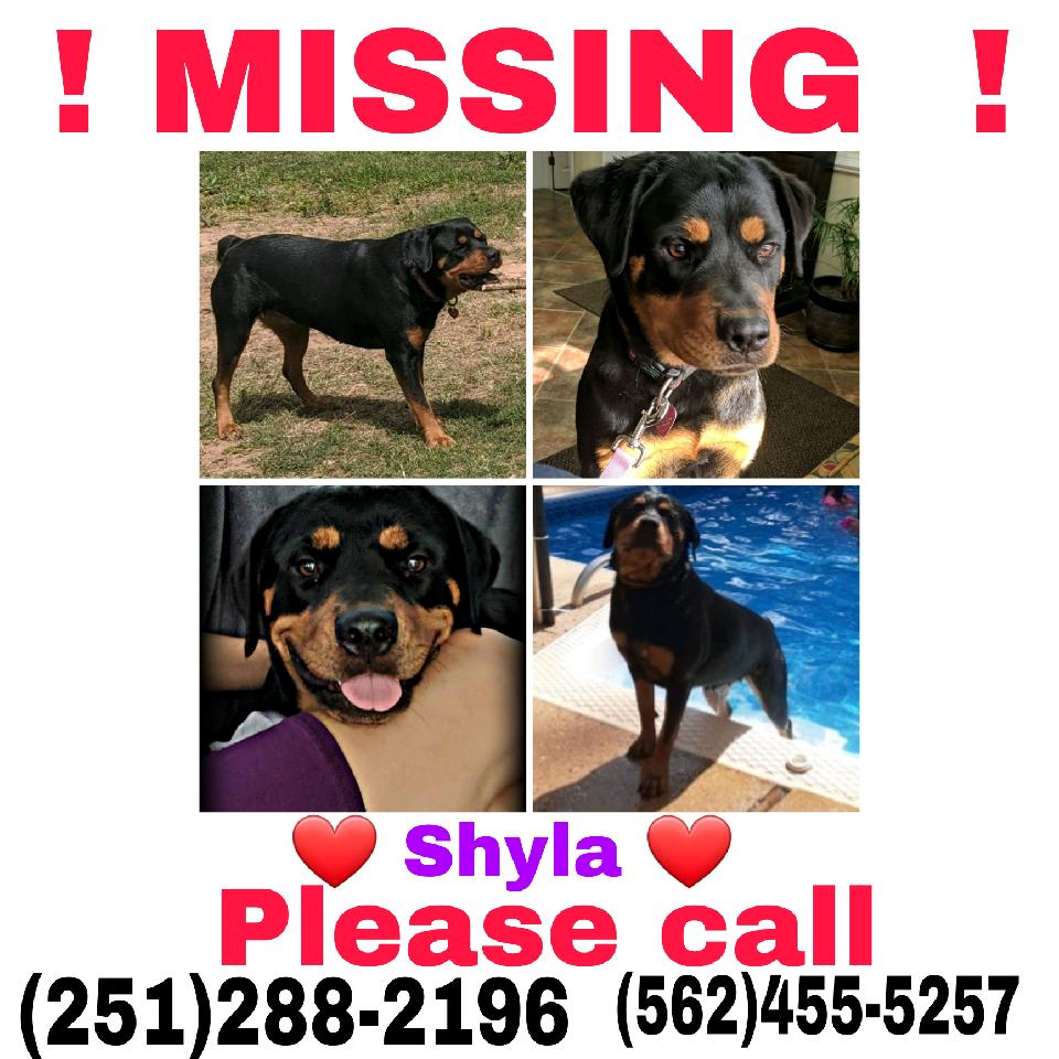 Image of Shyla, Lost Dog