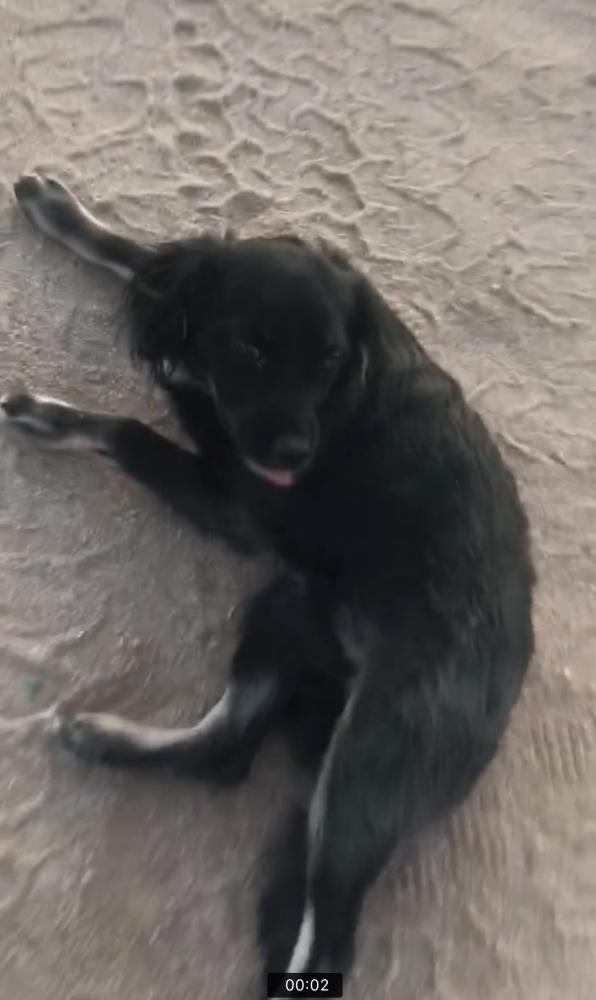 Image of Puparoo, Lost Dog