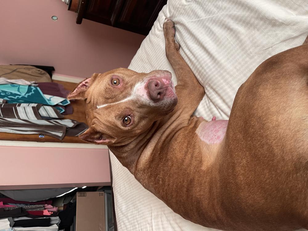 Image of Red pit bull, Found Dog