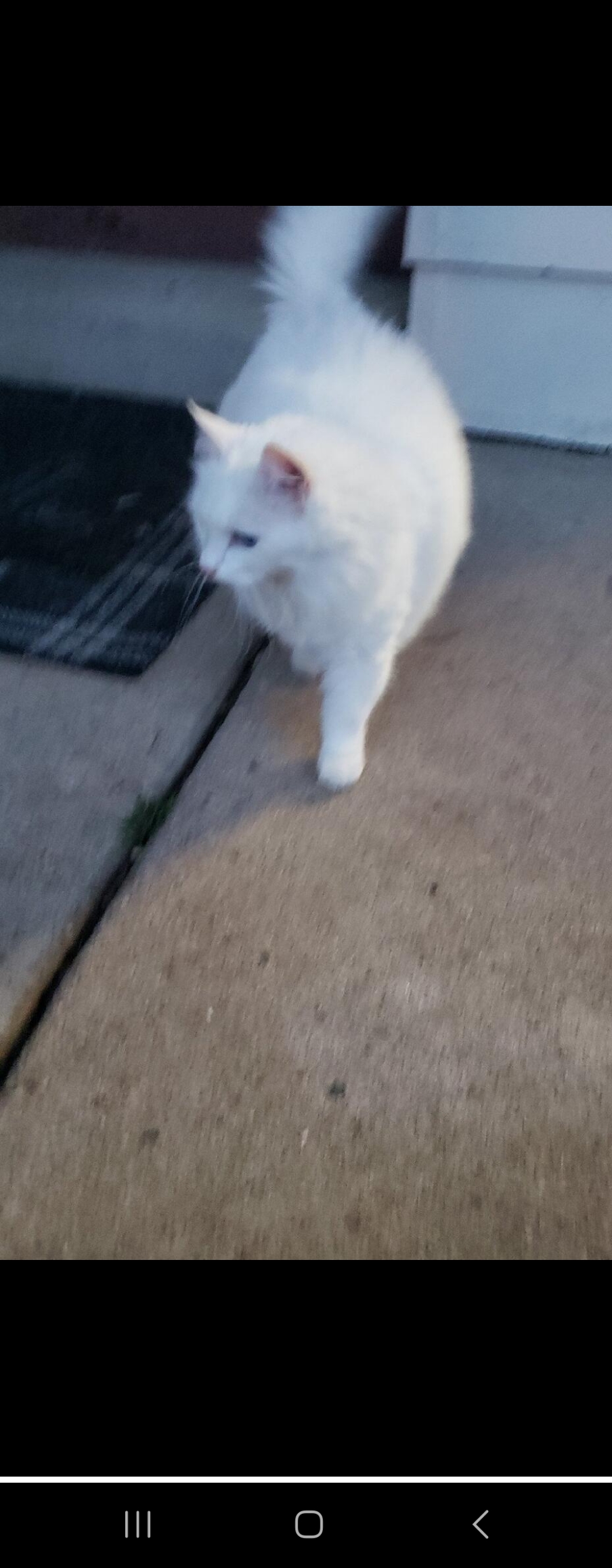 Image of Penelope Fat Cat, Lost Cat