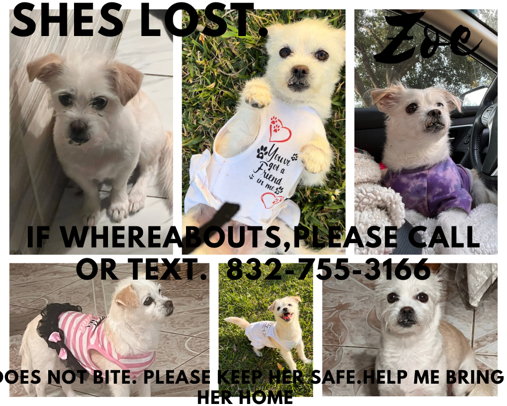 Image of Zoee, Lost Dog