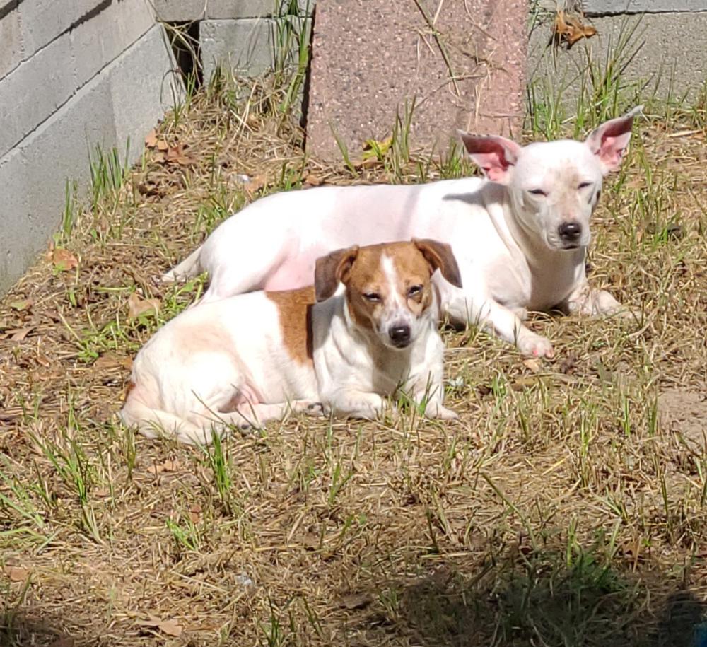 Image of Dixie and lola, Lost Dog
