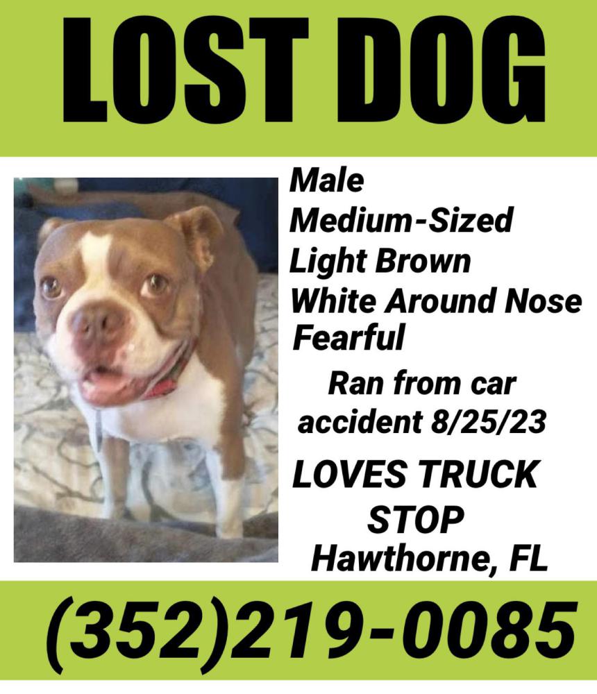 Image of Marley, Lost Dog