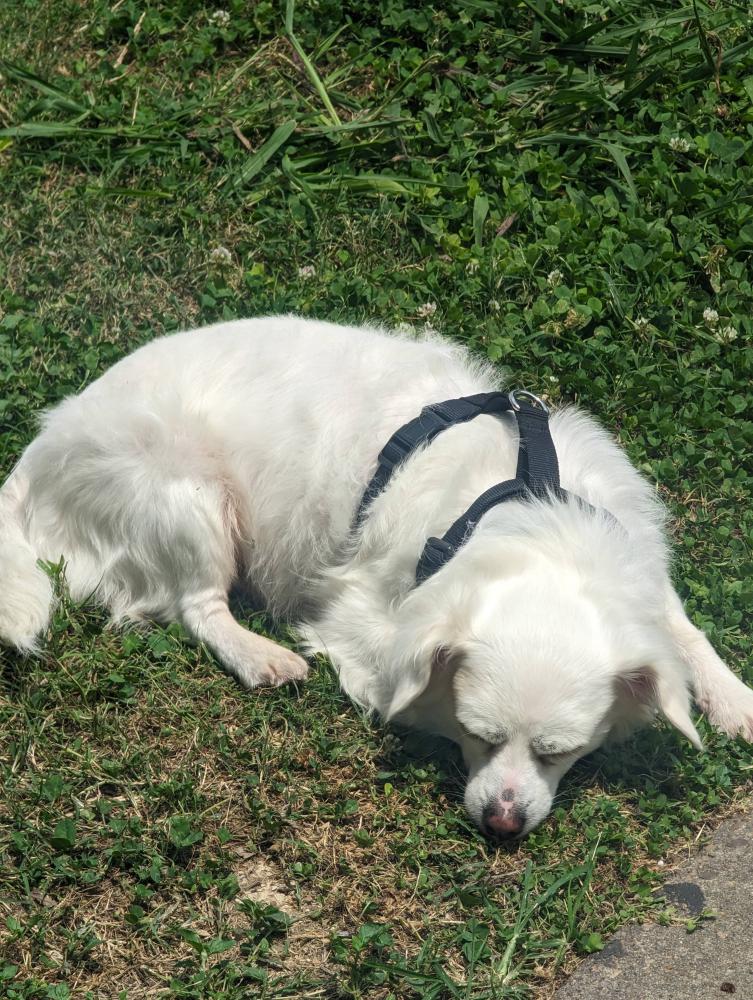 Image of Brinco, Lost Dog