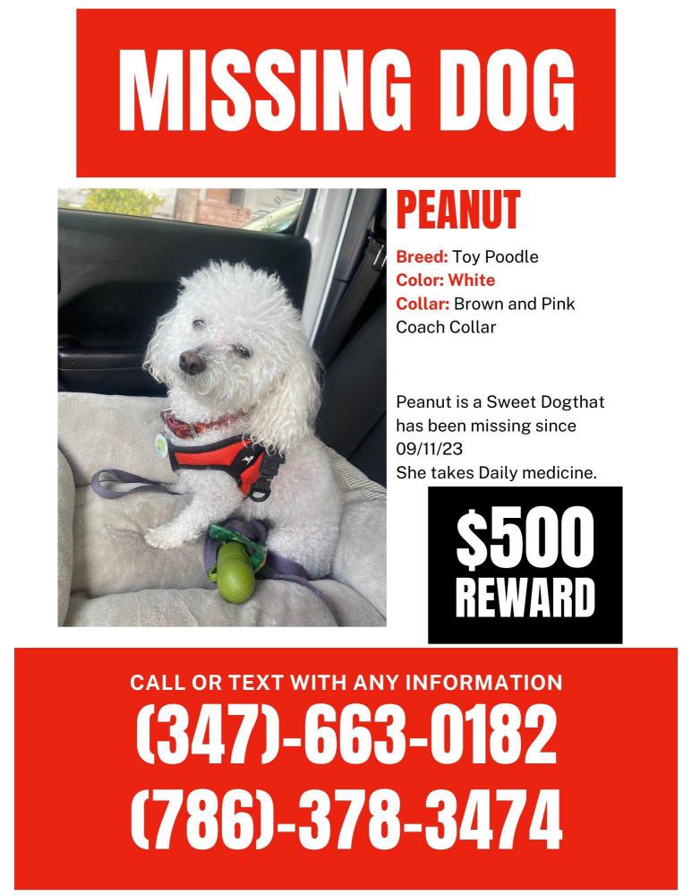 Image of PEANUT, Lost Dog