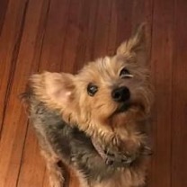 Image of Pepper/peppermint, Lost Dog