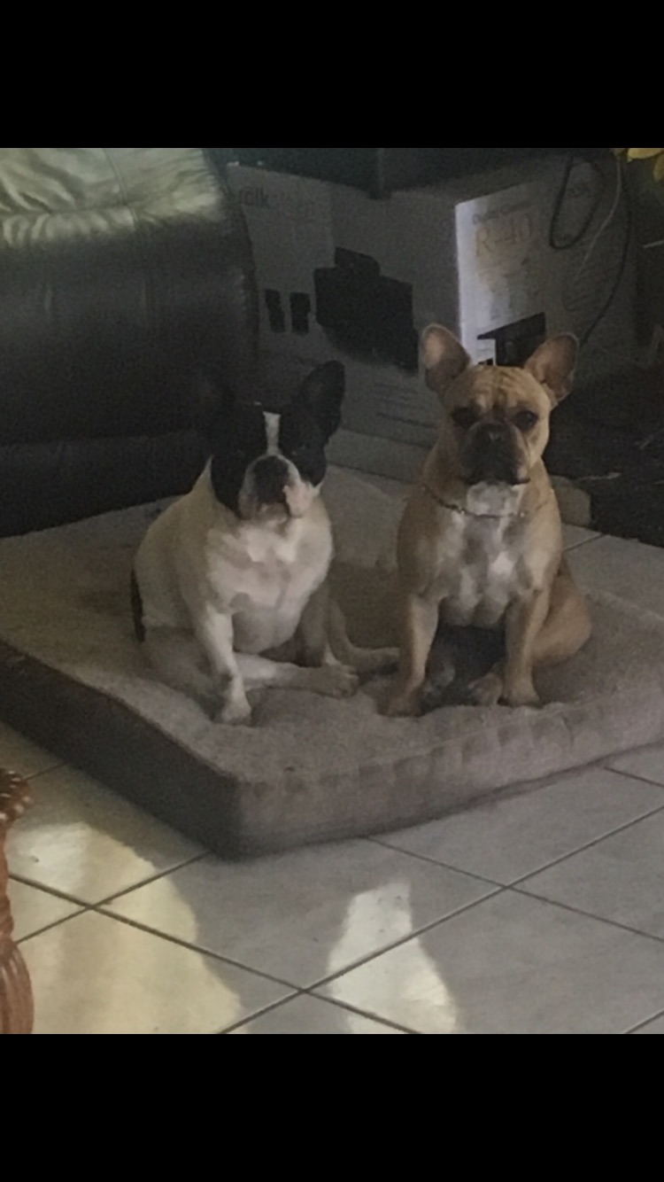 Image of 2 French bulldogs, Lost Dog