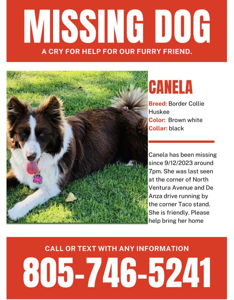 Image of Canela, Lost Dog