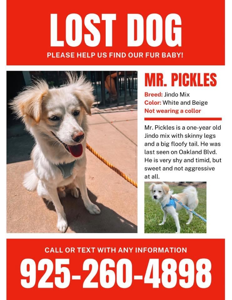 Image of Mr pickles, Lost Dog