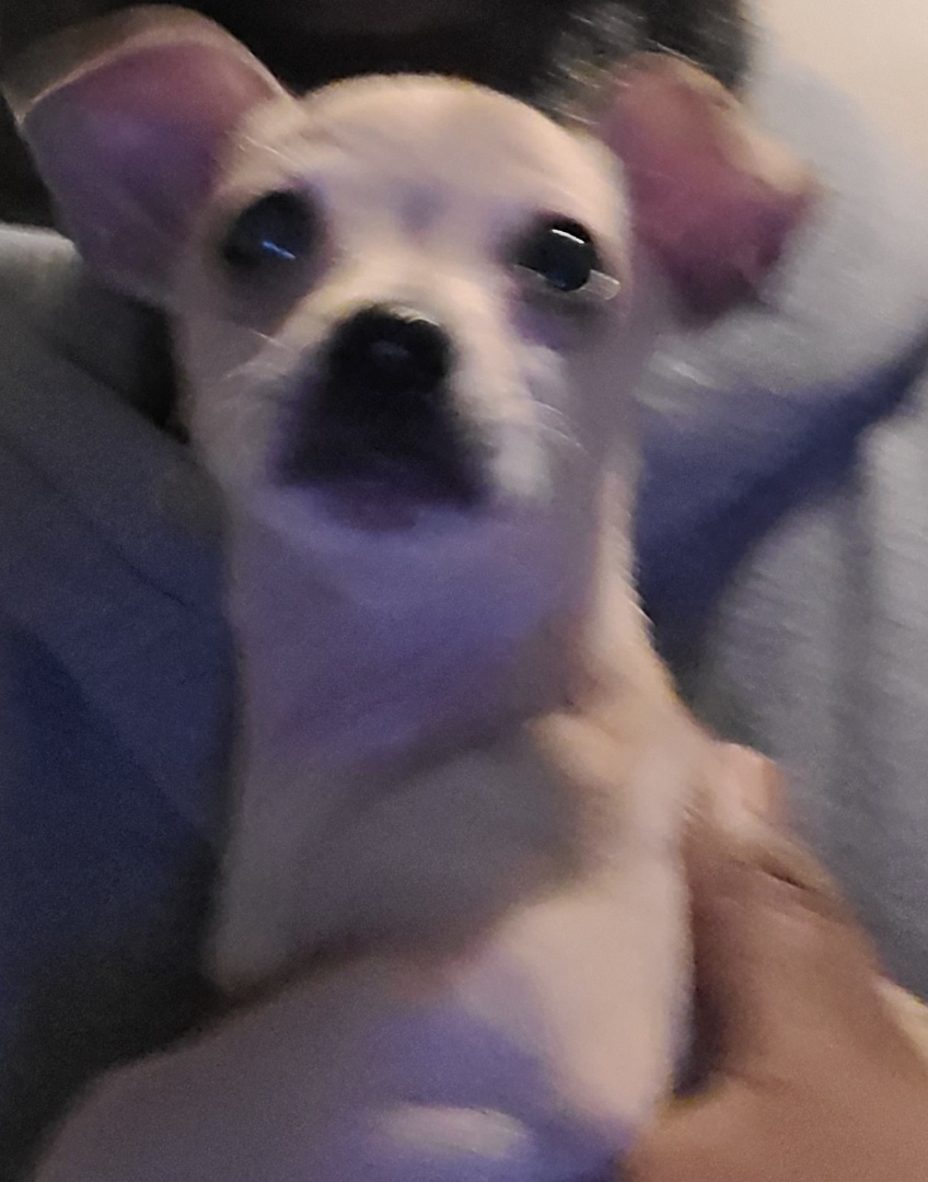 Image of Micro, Lost Dog