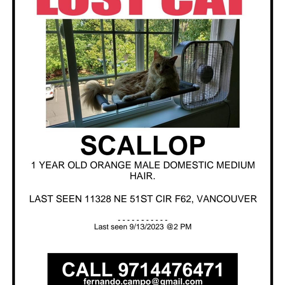 Image of Scallop, Lost Cat