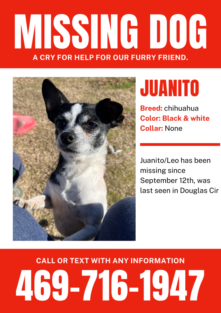 Image of Juanito Leo, Lost Dog
