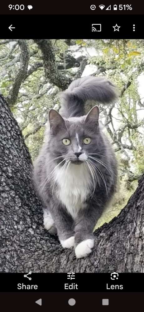 Image of Dynah grey, Lost Cat