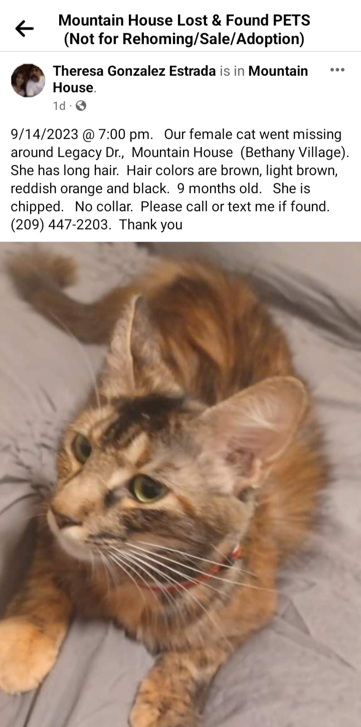 Image of Cinnamini, Lost Cat