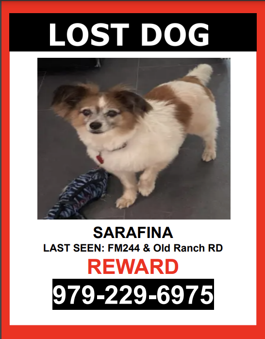 Image of Serafina, Lost Dog