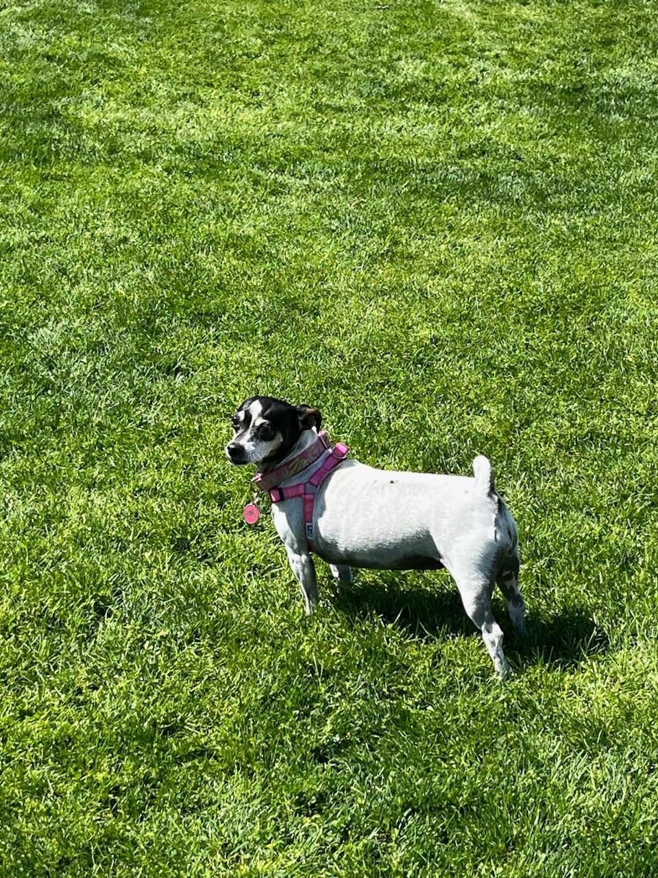 Image of Sadye, Lost Dog