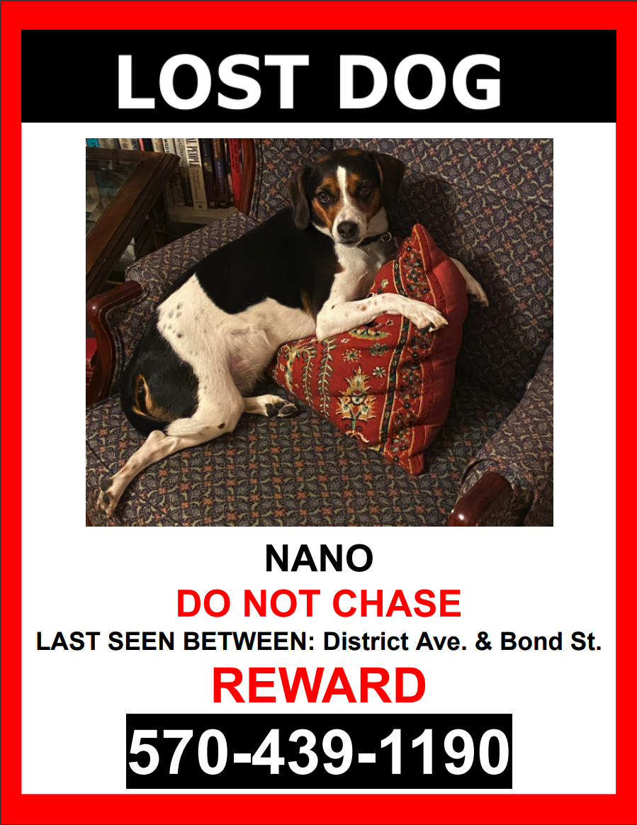 Image of Nano, Lost Dog