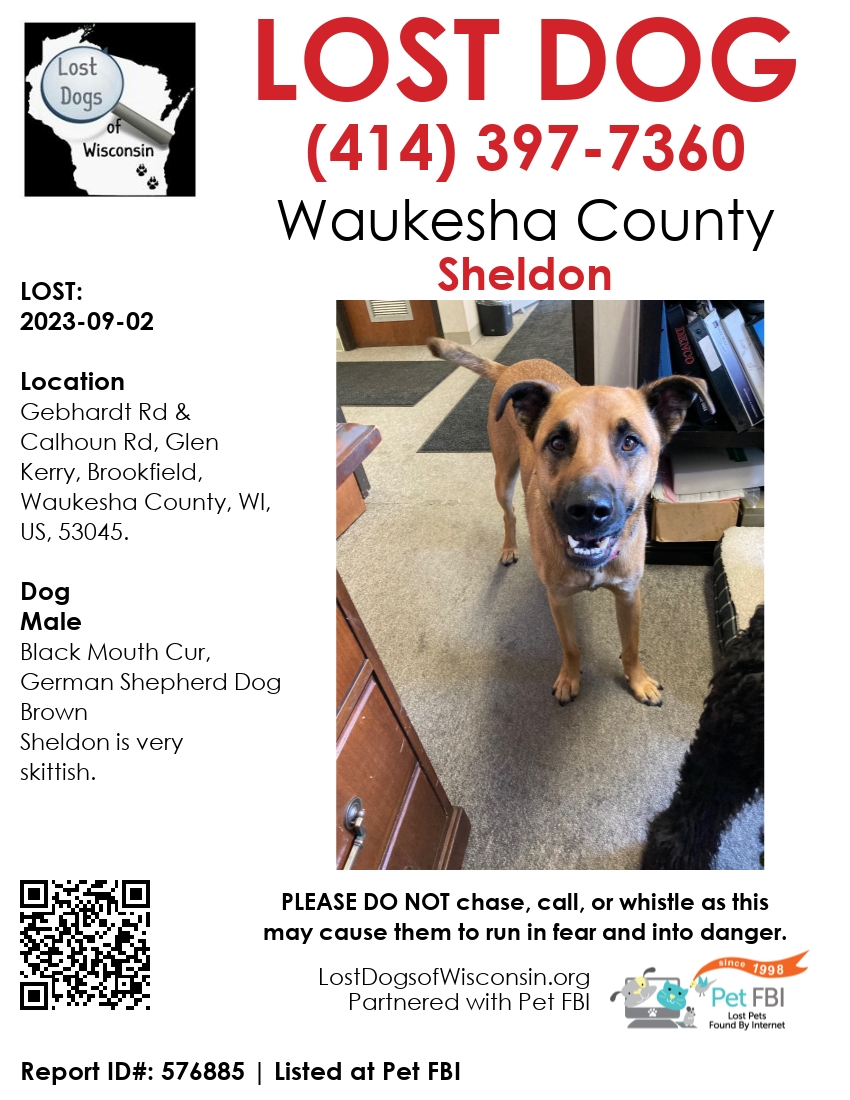 Image of Sheldon, Lost Dog