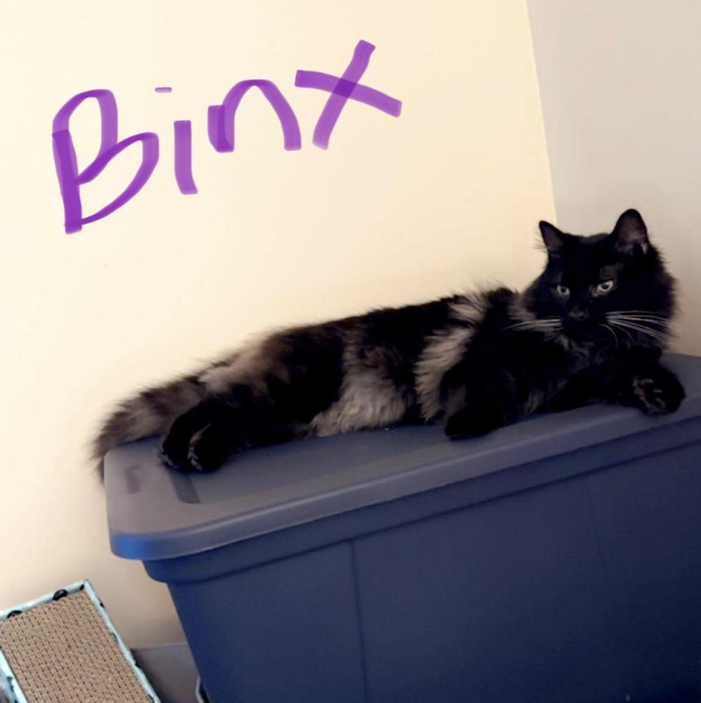 Image of Binx, Lost Cat