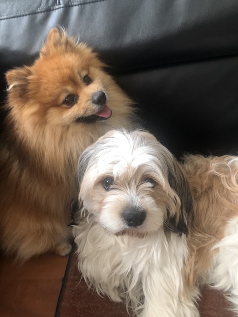 Image of Buddy and Blu, Lost Dog