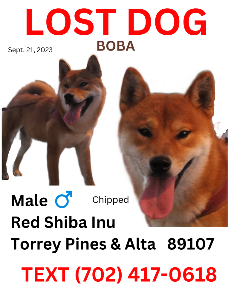 Image of Boba, Lost Dog
