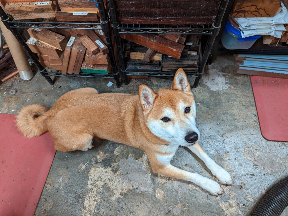 Image of Akuma, Lost Dog