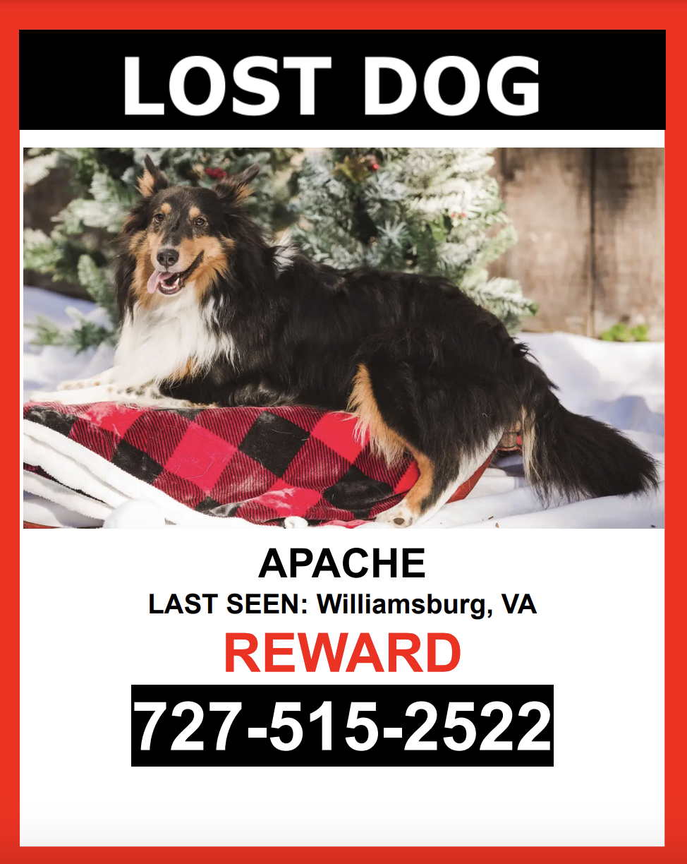 Image of Apache, Lost Dog