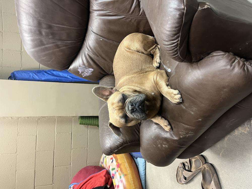 Image of Unknown  Pug, Found Dog