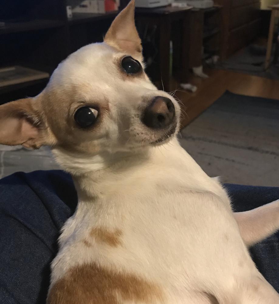 Image of Sweetpea, Lost Dog