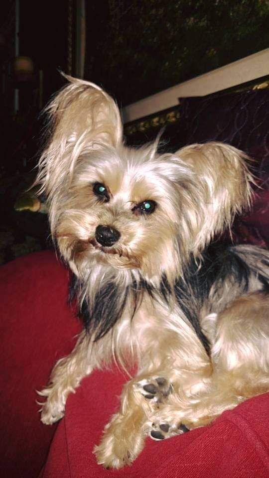 Image of Lacey Grace, Lost Dog