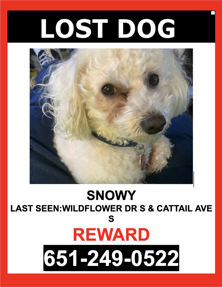 Image of SNOWY, Lost Dog