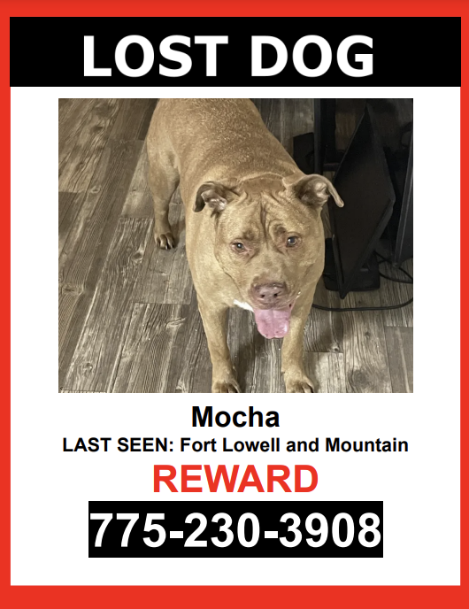 Image of Mocha, Lost Dog