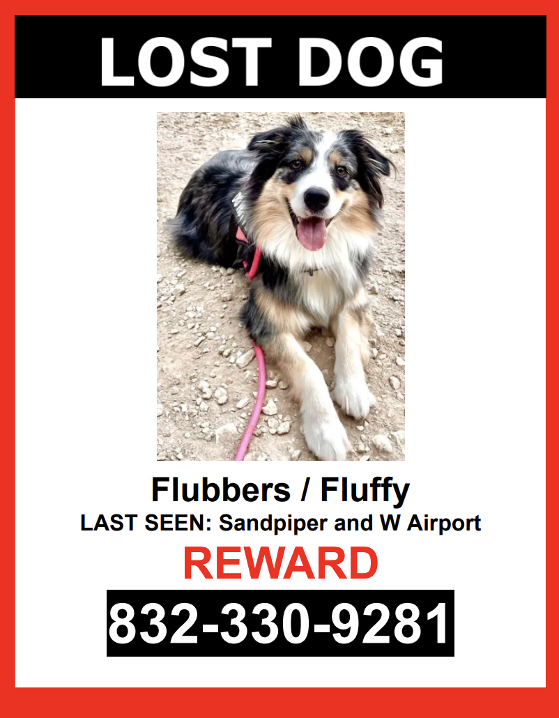 Image of Flubbers / Fluffy, Lost Dog