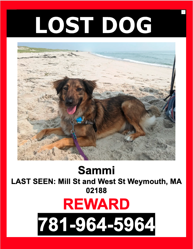 Image of Sammi, Lost Dog