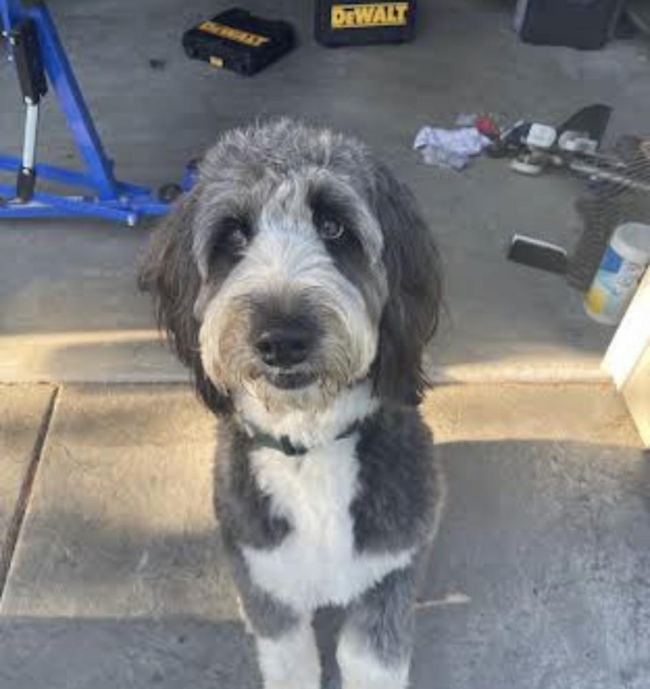 Image of Lincoln, Lost Dog