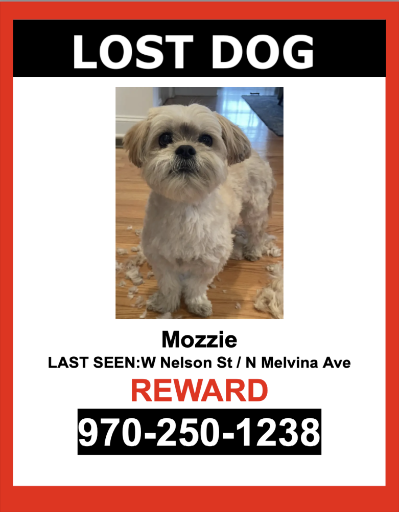 Image of Mozzie, Lost Dog