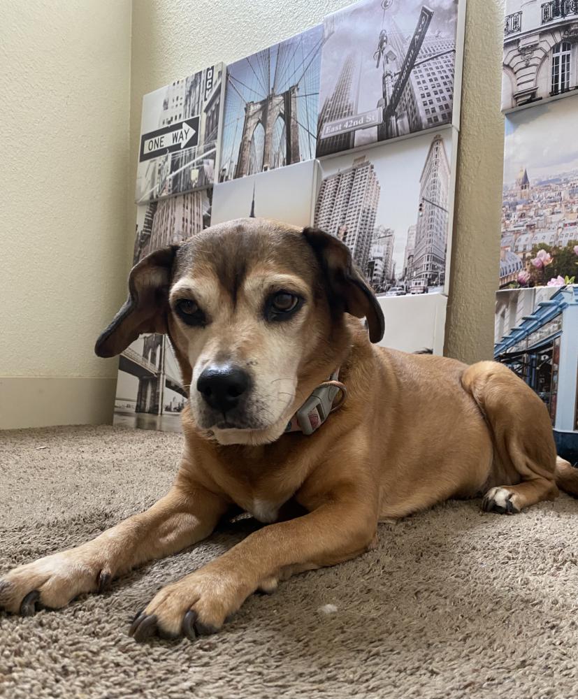 Image of S'more, Lost Dog