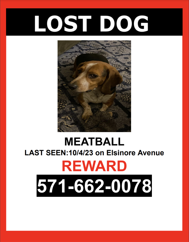 Image of MEATBALL, Lost Dog
