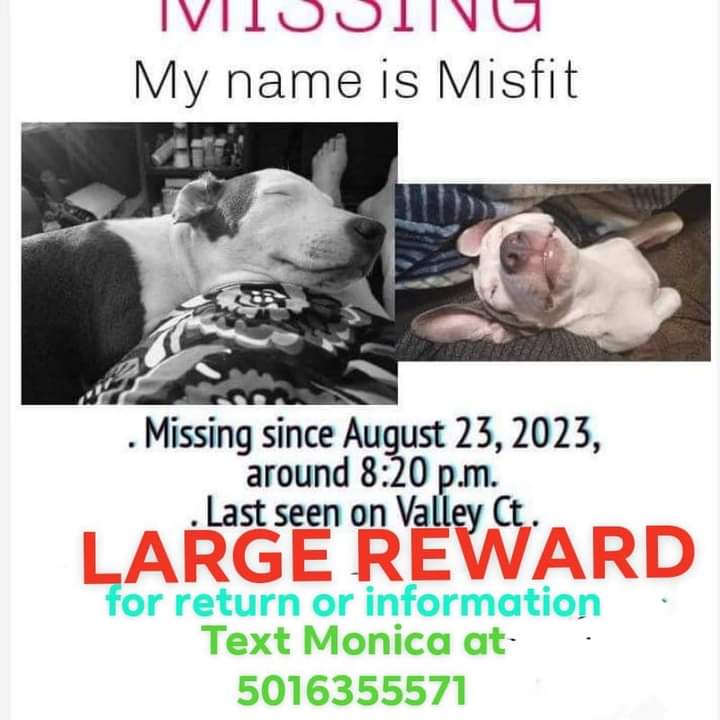 Image of Misfit, Lost Dog