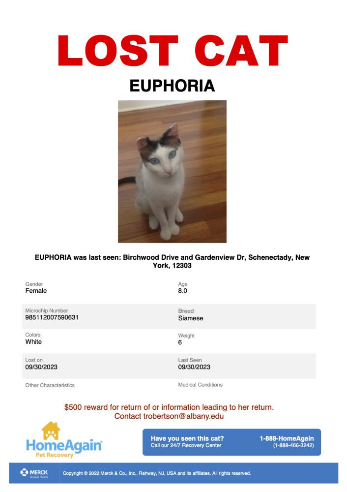 Image of Euphoria, Lost Cat