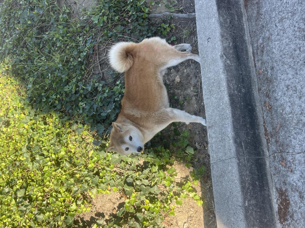 Image of SHIBA INU, Found Dog