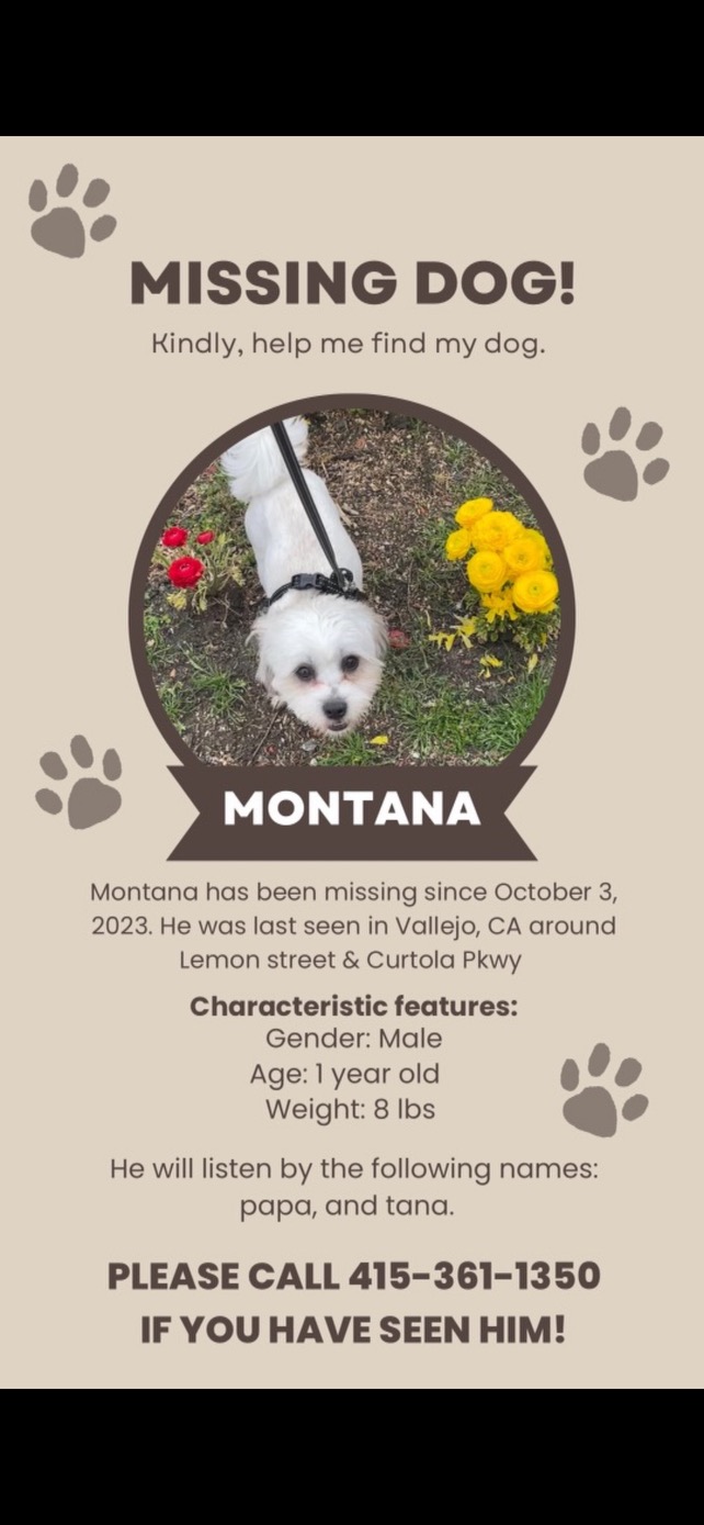 Image of Montana, Lost Dog