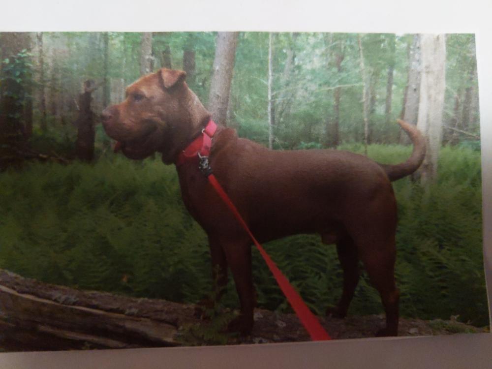 Image of Beau, Lost Dog