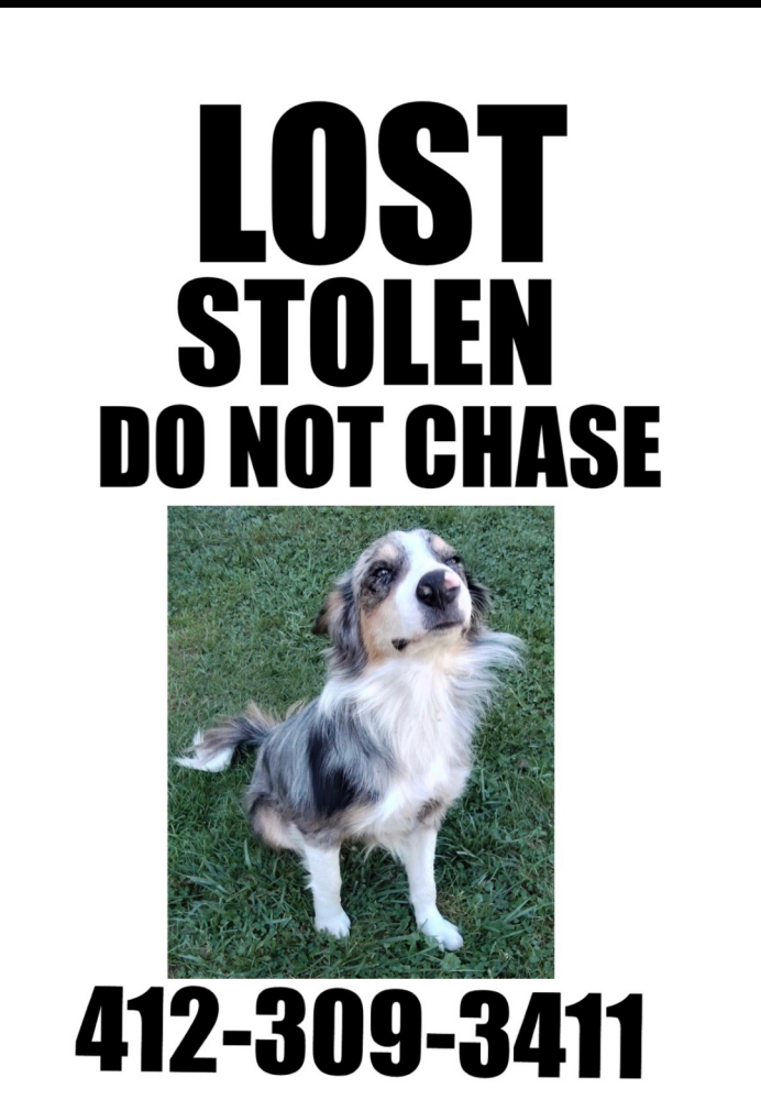 Image of Marble, Lost Dog