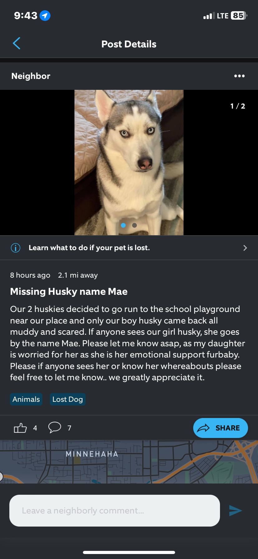 Image of Mae, Lost Dog