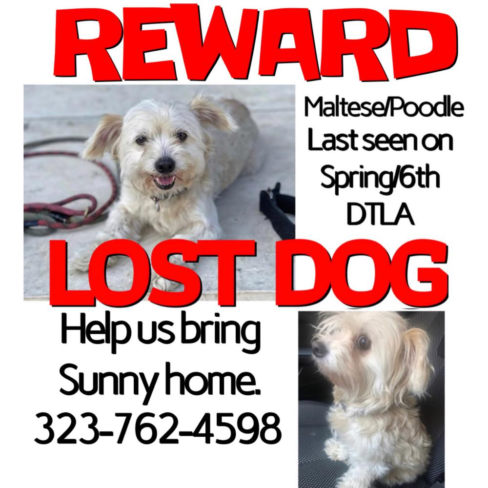 Image of Sonny, Lost Dog