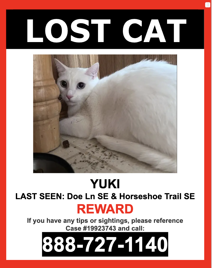 Image of Yuki, Lost Cat
