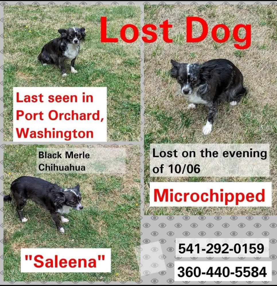 Image of Saleena, Lost Dog
