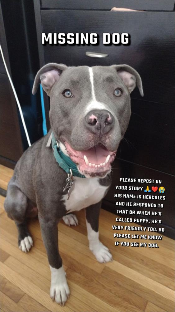 Image of Hercules or Puppy, Lost Dog