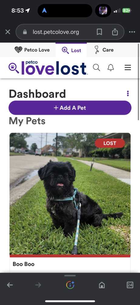 Image of Boo Boo, Lost Dog